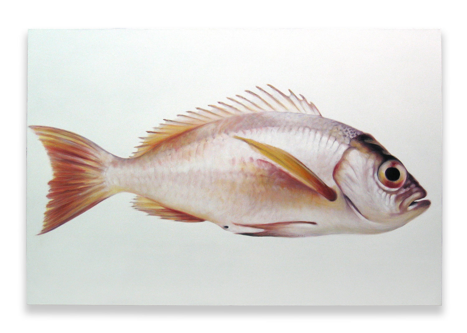 Thomas Jocher Fish